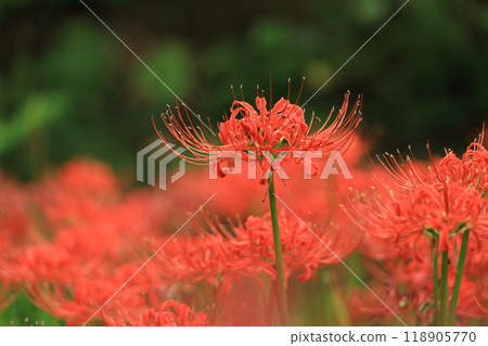 日野市高hatFudoson Higanbana 118905770