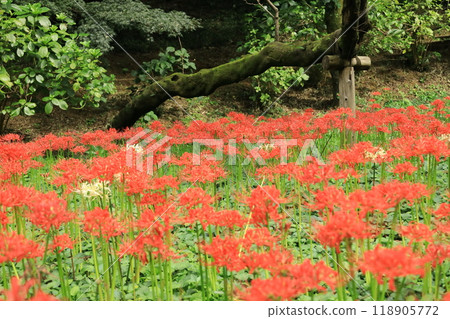 Hino City Takahata Fudoson cluster amaryllis 118905772