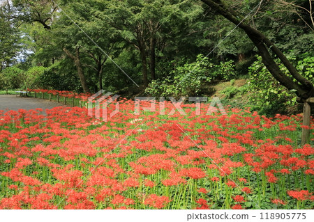 Hino City Takahata Fudoson cluster amaryllis 118905775