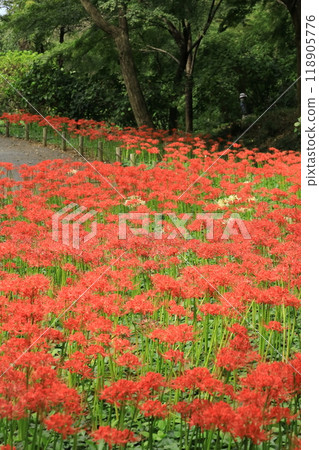 日野市高hatFudoson Higanbana 118905776