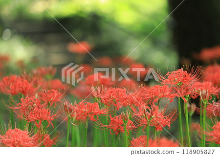 日野市高hatFudoson Higanbana 118905827