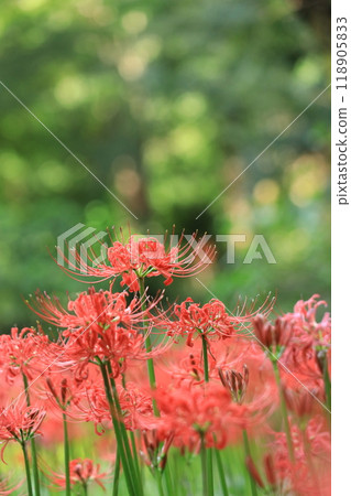 Hino City Takahata Fudoson cluster amaryllis 118905833