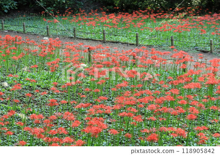 日野市高hatFudoson Higanbana 118905842