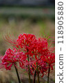 red spider lily 118905880