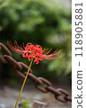 red spider lily 118905881