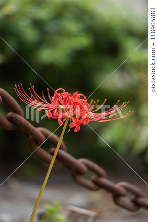 red spider lily 118905881