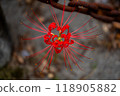 red spider lily 118905882