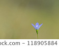 Blue little flower 118905884