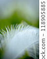 Fluffy white feathers 118905885