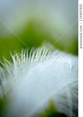 Fluffy white feathers 118905885