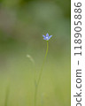 Blue little flower 118905886