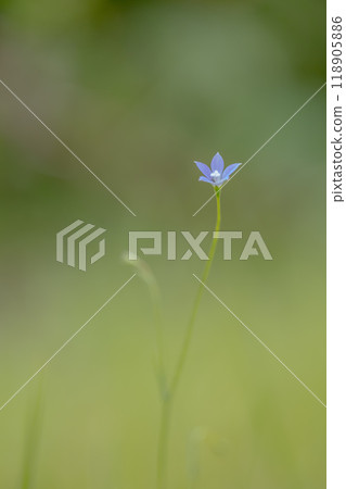 Blue little flower 118905886