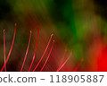 red spider lily 118905887