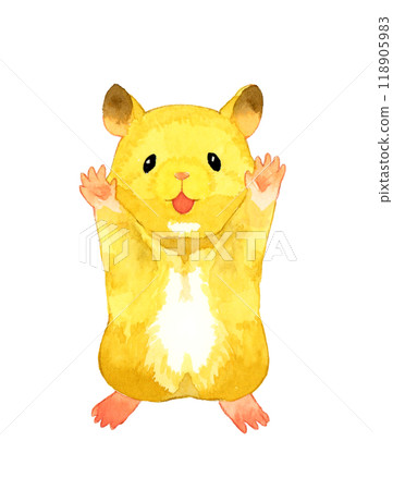 Golden hamster (Kinkuma) standing up and raising his arms in the air. Hand-drawn watercolor illustration of pets and animals. 118905983