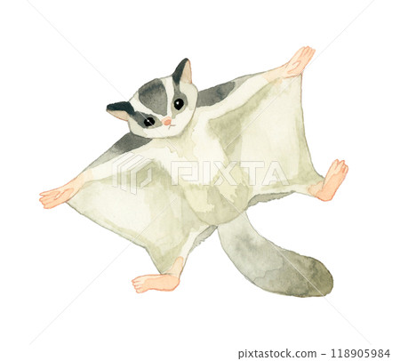 飛行/跳躍的蜜袋鼯，寵物/動物手繪水彩插畫素材 118905984