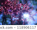 Cluster amaryllis 118906117