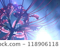 Cluster amaryllis 118906118