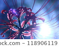 Cluster amaryllis 118906119