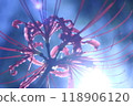 Cluster amaryllis 118906120