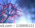 Cluster amaryllis 118906121