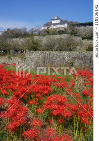 "Tsuruyama Park (Tsuyama Castle Toe)", one of the 100 best cherry blossom viewing spots in Tsuyama City, Okayama Prefecture: When the flowers on the banks of the river bloom 118906142
