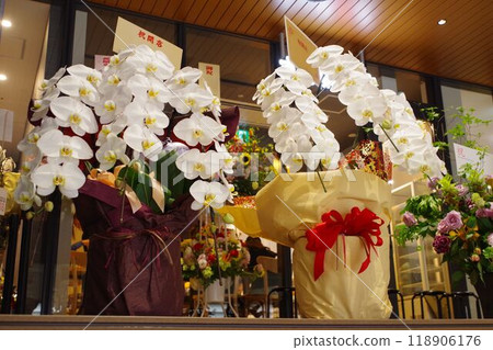 Opening celebration flower gift Phalaenopsis 118906176