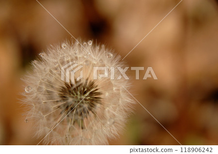 The cotton hat I saw early in the morning The cotton hat I saw early in the morning 118906242
