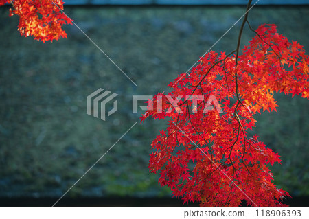 Beautifully burning autumn leaves Beautifully burning autumn leaves 118906393