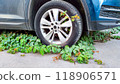 Car tire surrounded by green ivy, illustrating nature's reclaim of urban spaces, resilience against mechanical encroachment, environmental equilibrium. 118906571