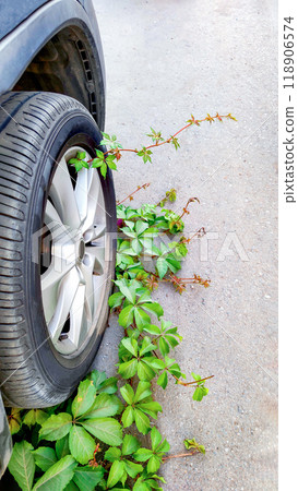 Ivy twining car tire in urban space, symbol of nature's resilience versus mechanical encroachment, contrasting human progress with natural persistence, environmental harmony, vertical frame. 118906574