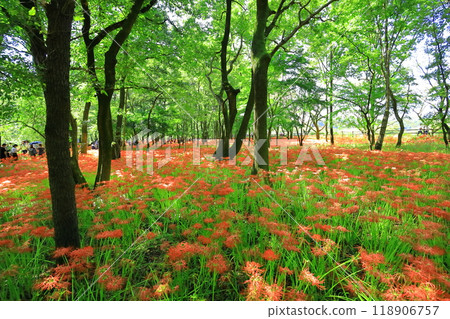 (Hidaka City, Saitama Prefecture) (Hidaka City, Saitama Prefecture) 118906757