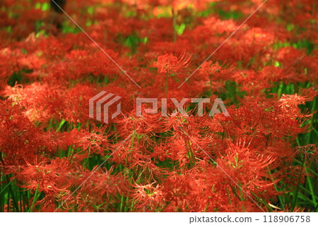 (Hidaka City, Saitama Prefecture) (Hidaka City, Saitama Prefecture) 118906758