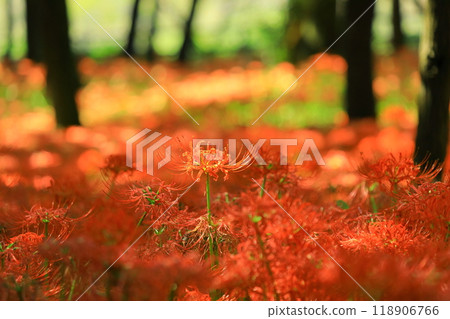 (Hidaka City, Saitama Prefecture) (Hidaka City, Saitama Prefecture) 118906766