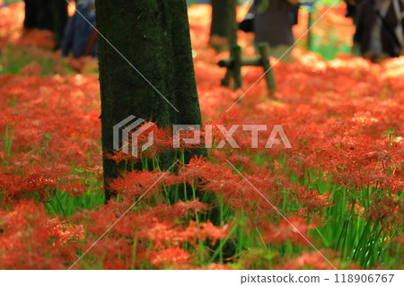 (Hidaka City, Saitama Prefecture) 118906767