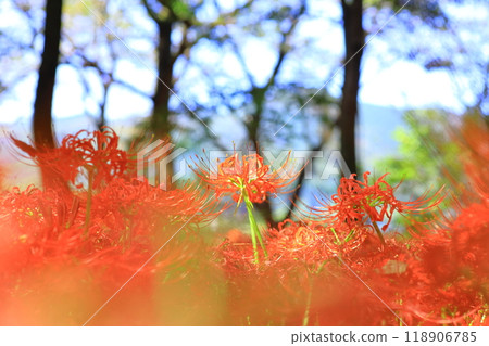 （Sa玉縣日高市） 118906785