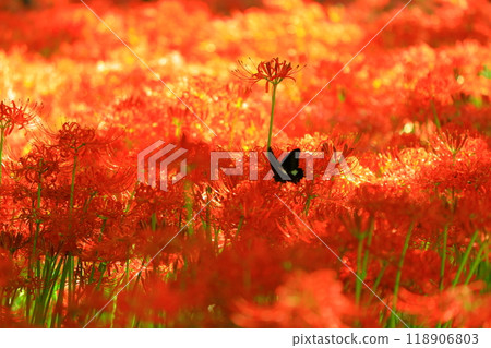 (Hidaka City, Saitama Prefecture) (Hidaka City, Saitama Prefecture) 118906803