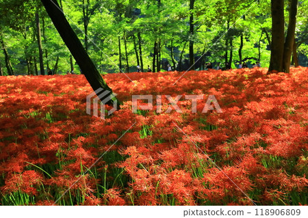 (Hidaka City, Saitama Prefecture) 118906809