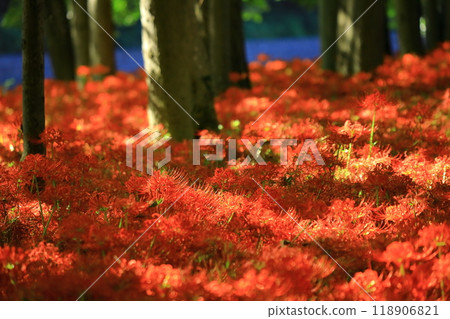 (Hidaka City, Saitama Prefecture) (Hidaka City, Saitama Prefecture) 118906821