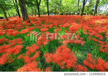 （Sa玉縣日高市） 118906828