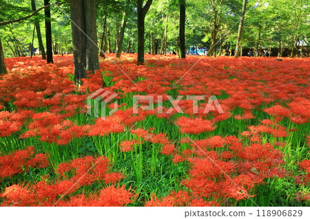 （Sa玉縣日高市） 118906829