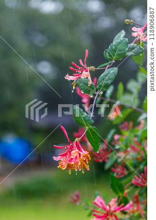 青森縣奧入瀨町路邊車站的雨景 118906887