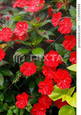 青森縣奧入瀨町路邊車站的雨景 118906888