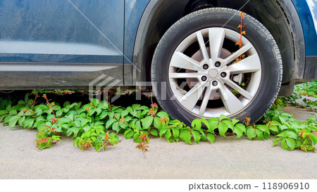 Creeping ivy overtakes car tire, depicting nature reclaiming of urban environments, contrast of mechanical and natural resilience, symbol of environmental stability. 118906910