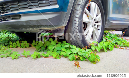 Mechanical versus natural, car tire overtaken by creeping ivy, symbolizing environmental balance and nature power in urban spaces, resilience of the green. Mechanical versus natural, car tire overtaken by creeping ivy, symbolizing environmental balance and nature power in urban spaces, resilience of the green. 118906915