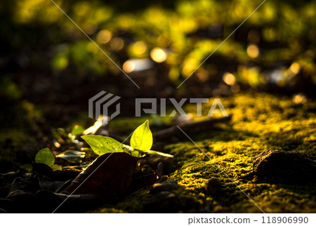 Young leaves and moss shining in the morning sun Young leaves and moss shining in the morning sun 118906990
