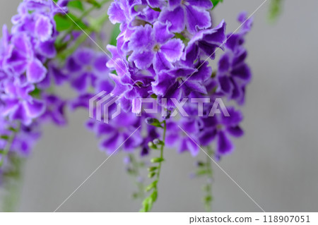 Purple Duranta flower Purple Duranta flower 118907051