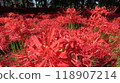 2024　10/2　Kinchakuda red spider lilies in full bloom 118907214