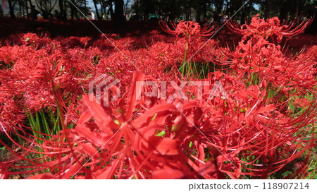 2024 10/2 Kinchakuda red spider lilies in full bloom 2024 10/2 Kinchakuda red spider lilies in full bloom 118907214