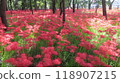 2024　10/2　Kinchakuda red spider lilies in full bloom 118907215