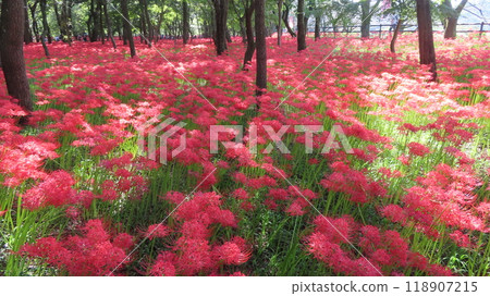2024　10/2　Kinchakuda red spider lilies in full bloom 118907215